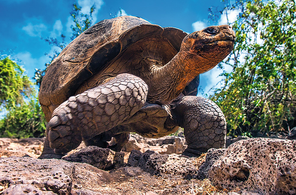 Turtle Santa Cruz Galapagos